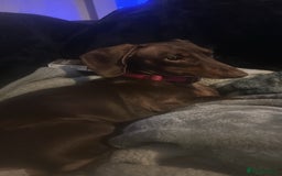 Mixed Breed dogs for sale: Dorkies - Image 1