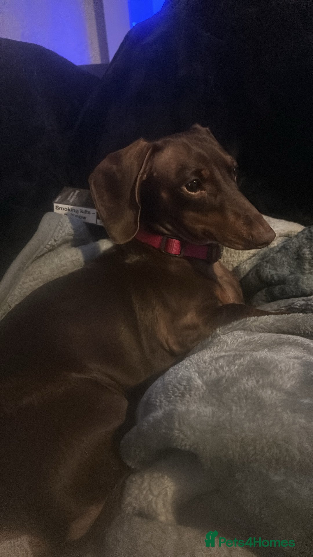 Mixed Breed dogs for sale: Dorkies - Image 1