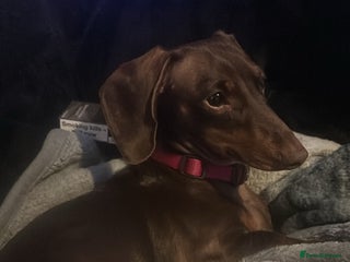 Mixed Breed dogs - Advert 2