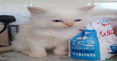 Ragdoll cats - Advert 3