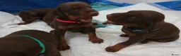 Dobermann dogs for sale: Dobermann puppies - Advert 21