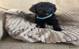 Goldendoodle dogs for sale: 12 Stunning Goldendoodles - Image 36