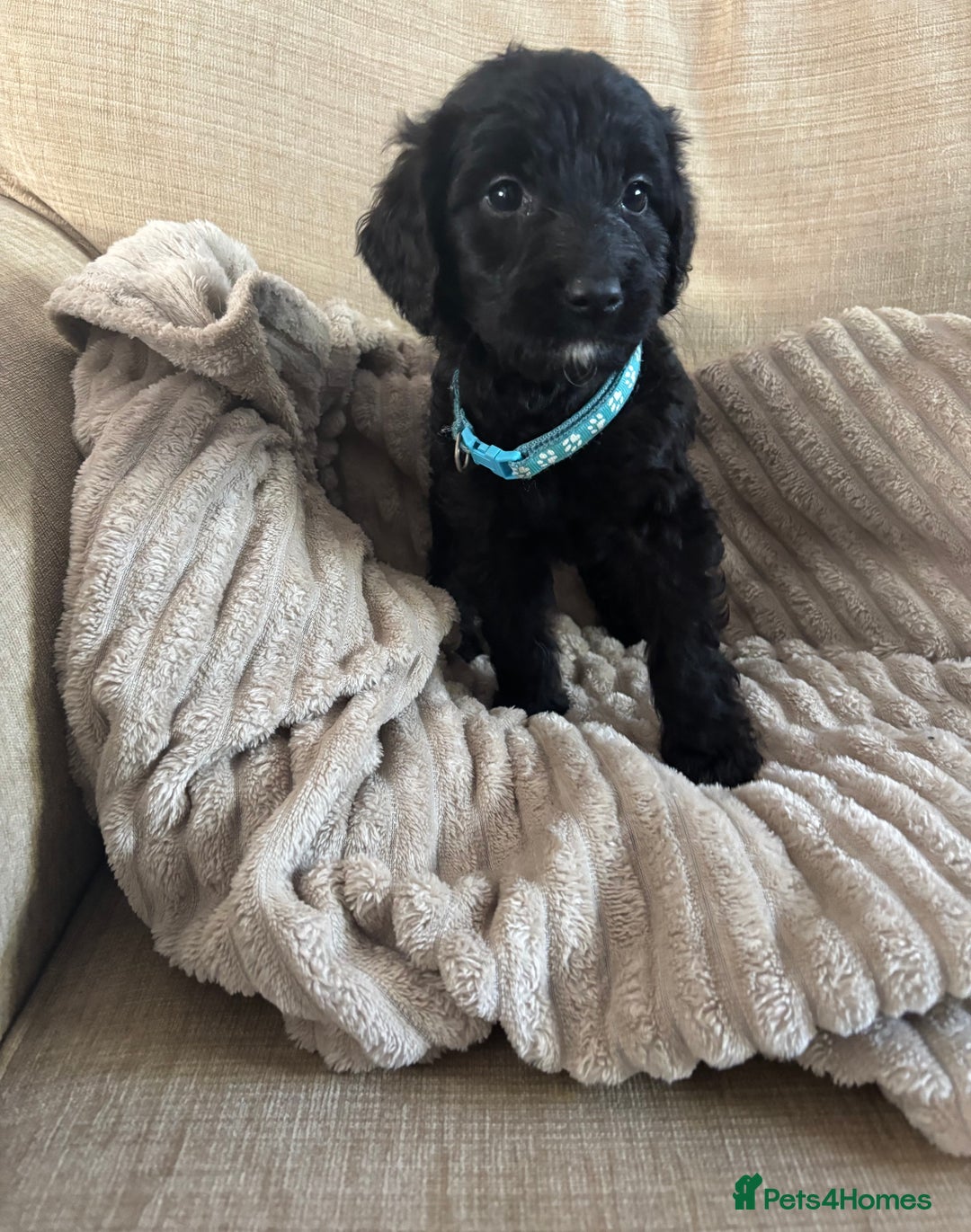 Goldendoodle dogs for sale: 12 Stunning Goldendoodles - Image 36