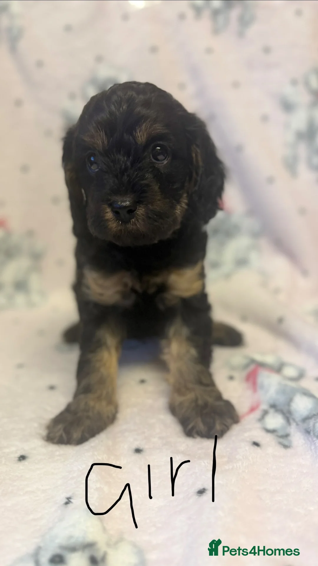 Cavapoo dogs for sale: Gorgeous Cavapoo Puppies 🐶 - Advert 2