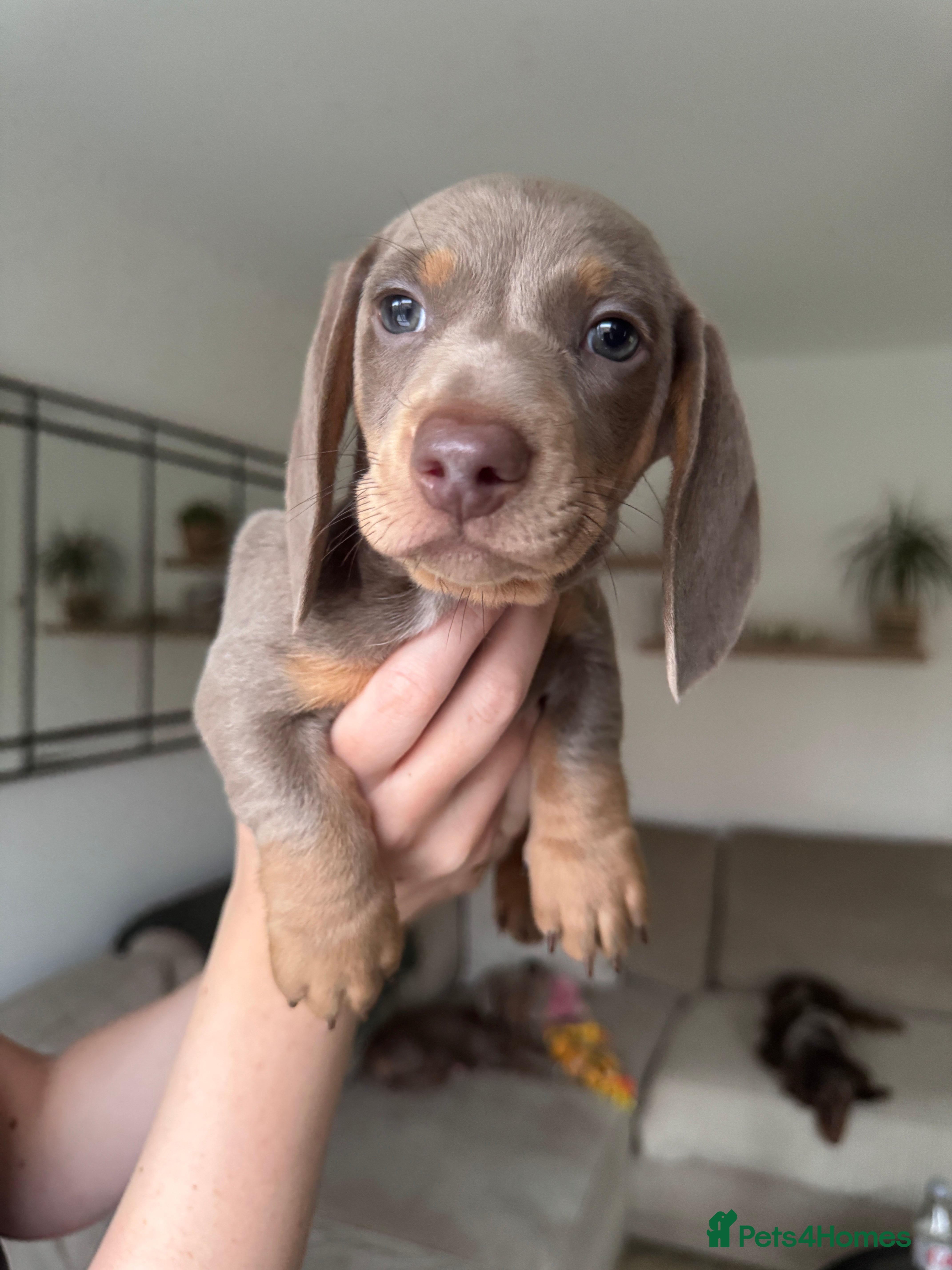 Miniature Dachshund dogs Beautiful Isabella and Tan Miniature Dachshunds  - Advert 11