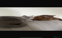 British Shorthair cats for sale: Pure British shorthair  - Image 19