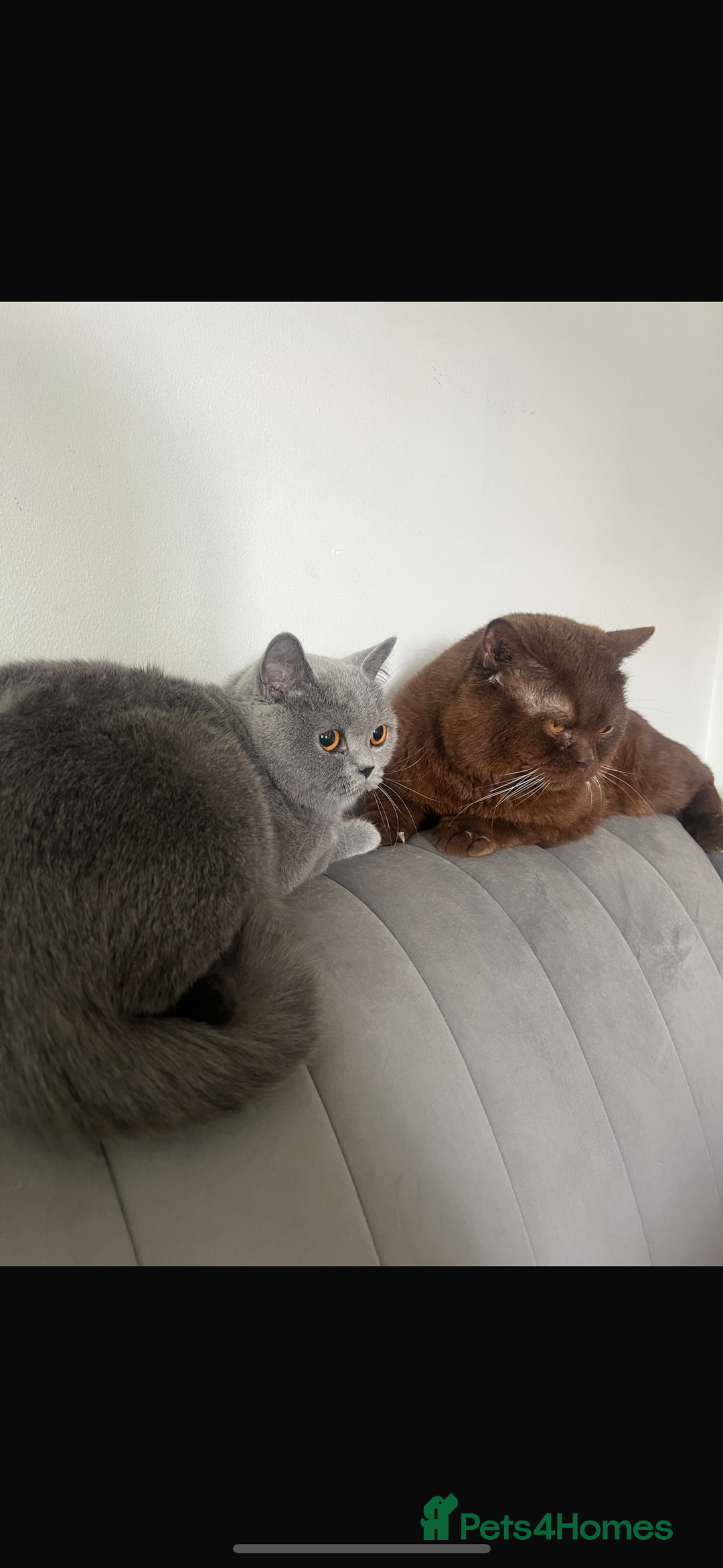 British Shorthair cats for sale: Pure British shorthair  - Image 19
