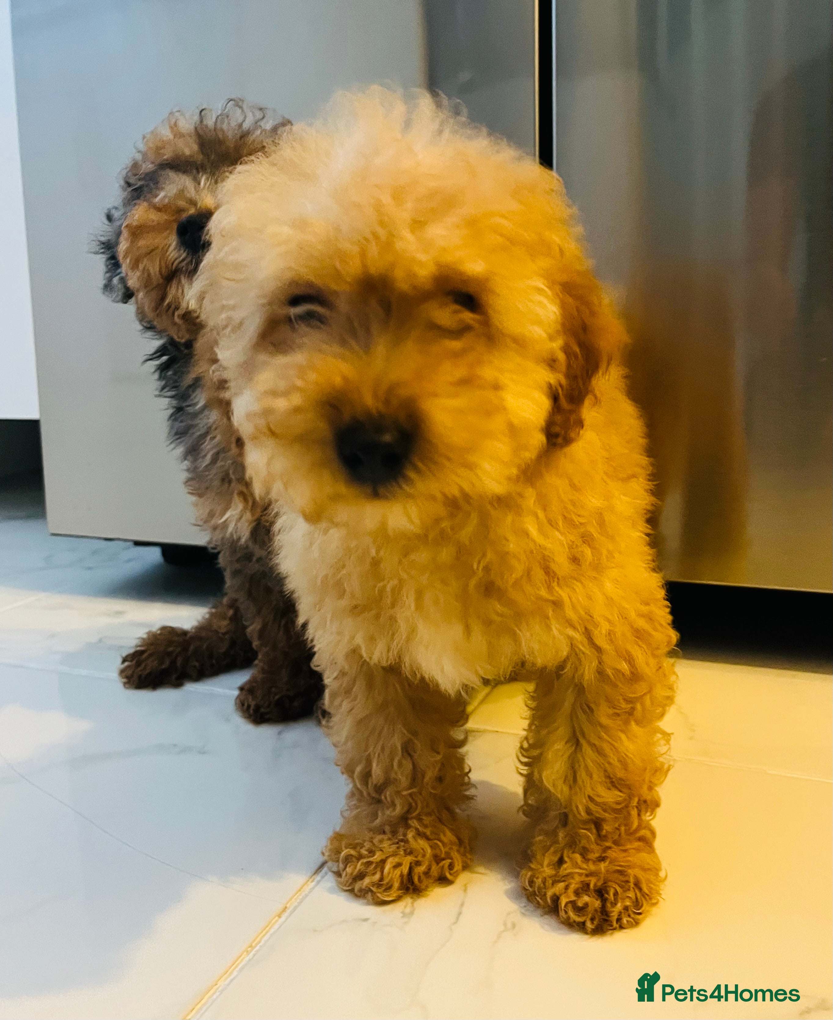 Miniature Poodle dogs 2 Miniture beautiful poodles boys  - Advert 7