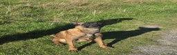 Belgian Shepherd Dog dogs for sale: Rehoming my belgium maillinois  - Advert 4