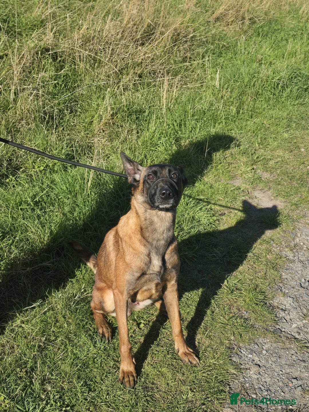 Belgian Shepherd Dog dogs for sale: Rehoming my belgium maillinois  - Advert 4