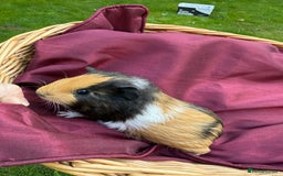 Guinea Pig rodents for sale: Adorable Litter Baby Guinea Pigs - boys / Girls  - Image 4