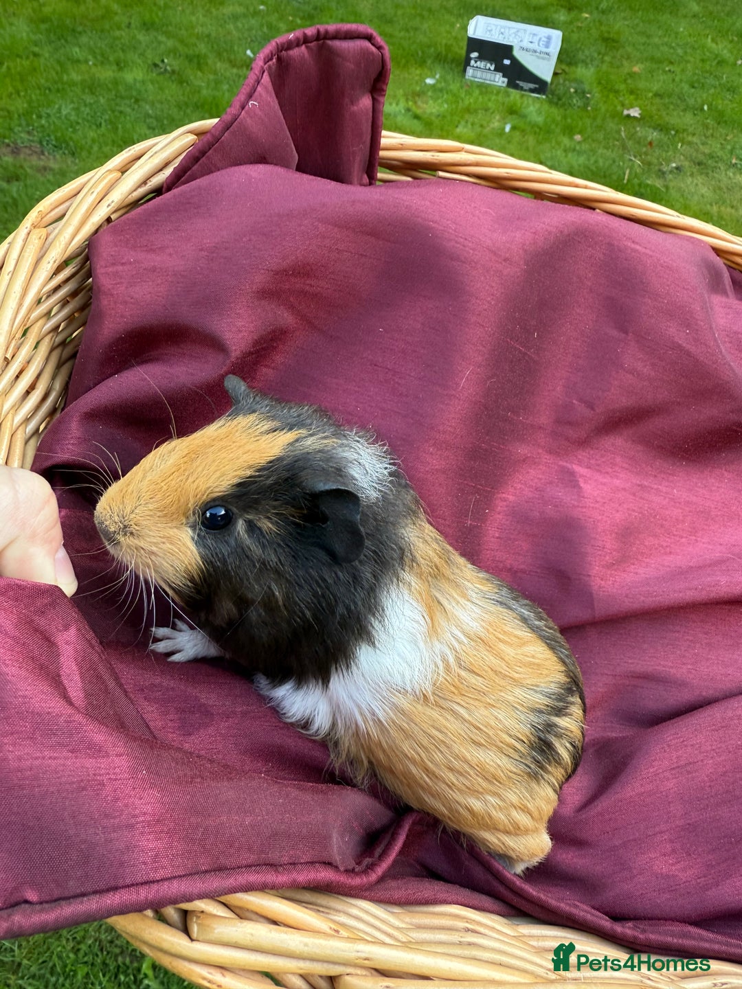 Guinea Pig rodents for sale: Adorable Litter Baby Guinea Pigs - boys / Girls  - Image 4