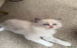Ragdoll cats for sale: Blue bicolour babies 🐾 - Image 10