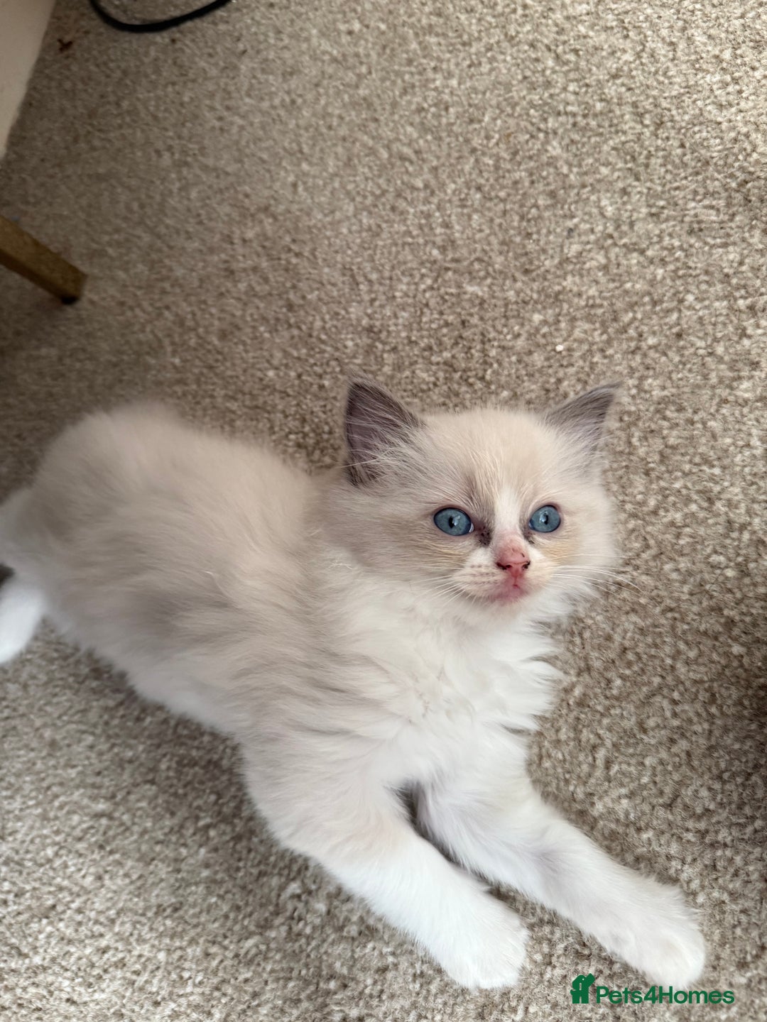 Ragdoll cats for sale: Blue bicolour babies 🐾 - Image 10