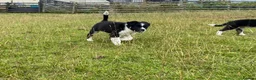 Border Collie dogs for sale: ***1 left***Border Collies Puppies - Advert 6