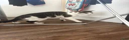 Mixed Breed cats for sale: Beautiful boy cat - Advert 3