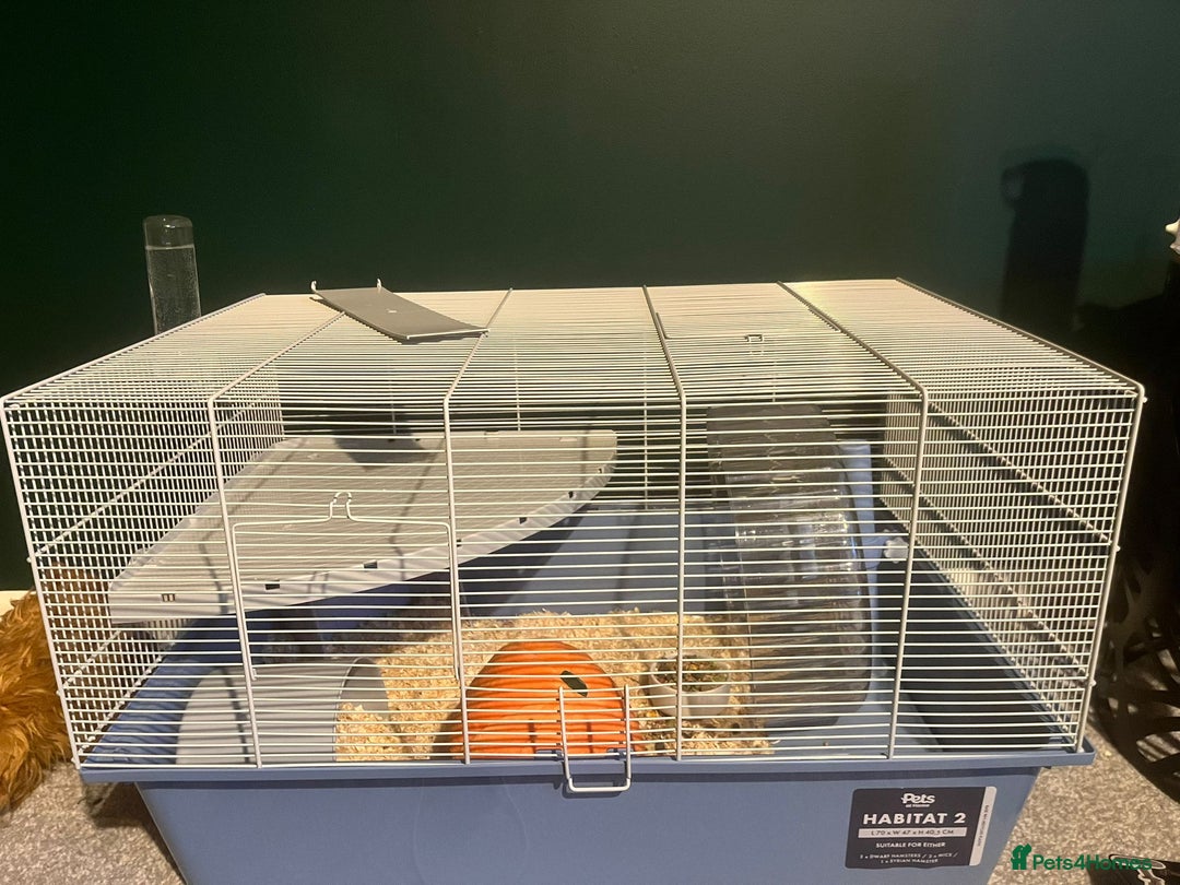 Hamster rodents for sale: Hamster for sale  - Advert 6