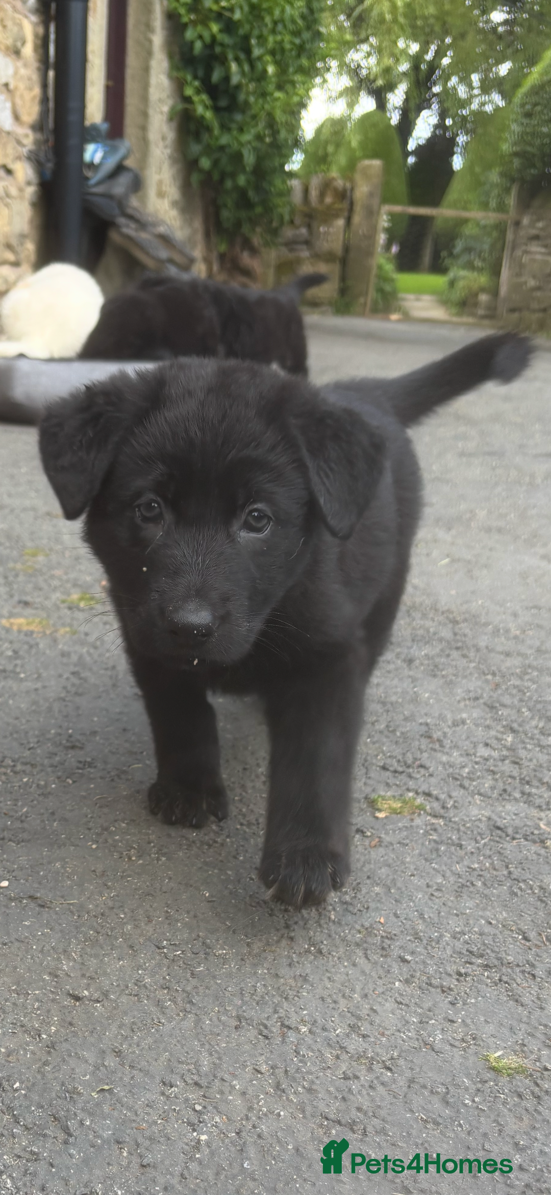 German Shepherd dogs for sale: ONE GIRL AVAILABLE -German shepherd puppies - Image 16