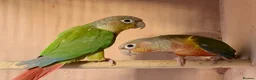 Conures birds for sale: Proven breeding pair of pine apple conures  - Advert 4