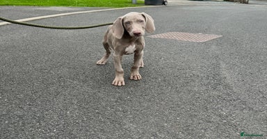Weimaraner dogs - Advert 5