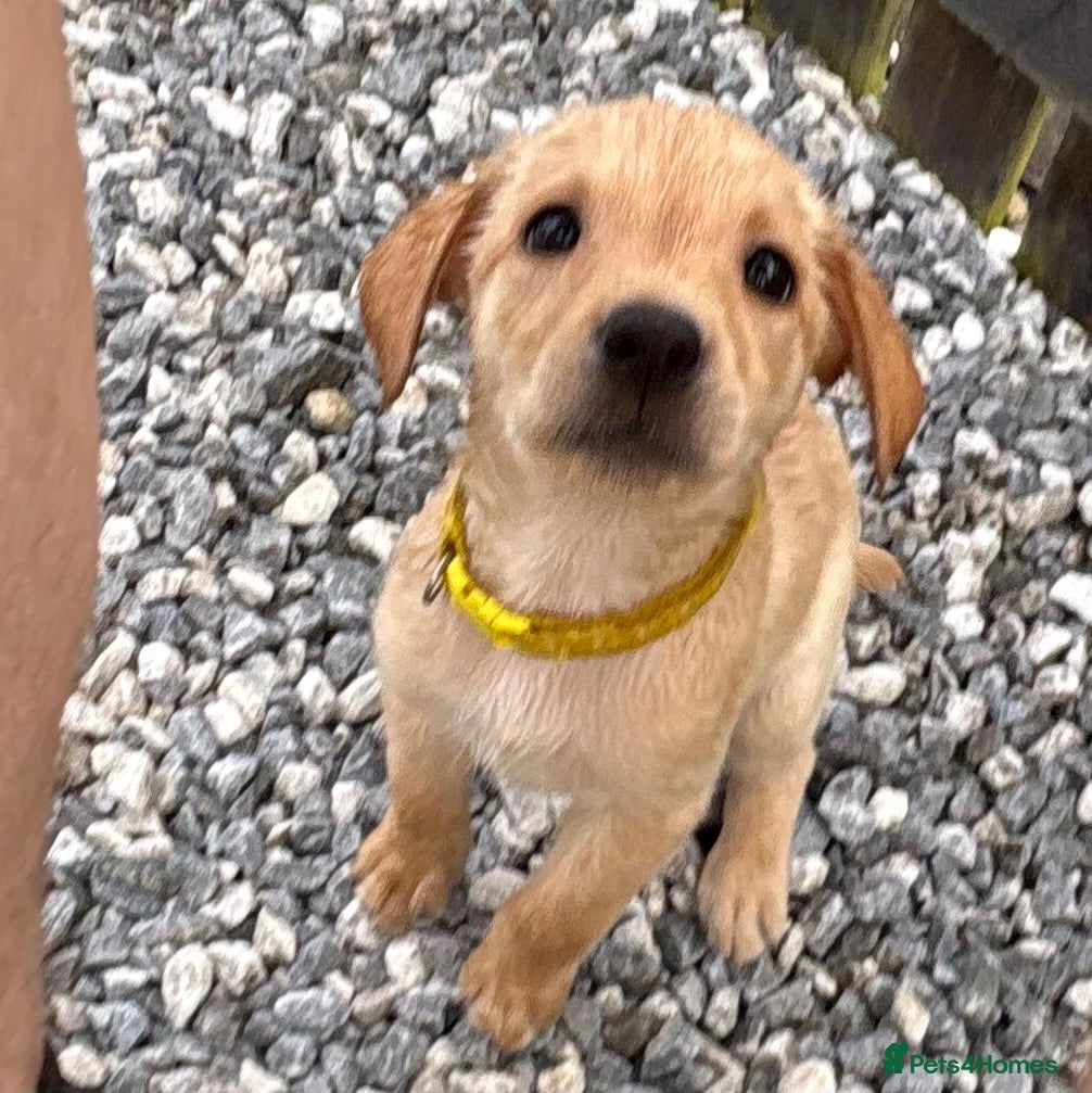 Labrador Retriever dogs Labrador pups for sale  - Advert 6