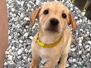 Labrador Retriever dogs Labrador pups for sale - Advert 6