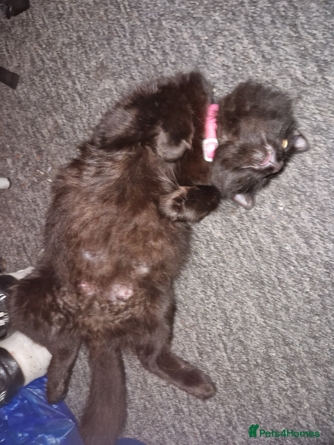 British Shorthair cats for sale:  Lovely 3 tabby male & 3 black female kittens. - Image 24