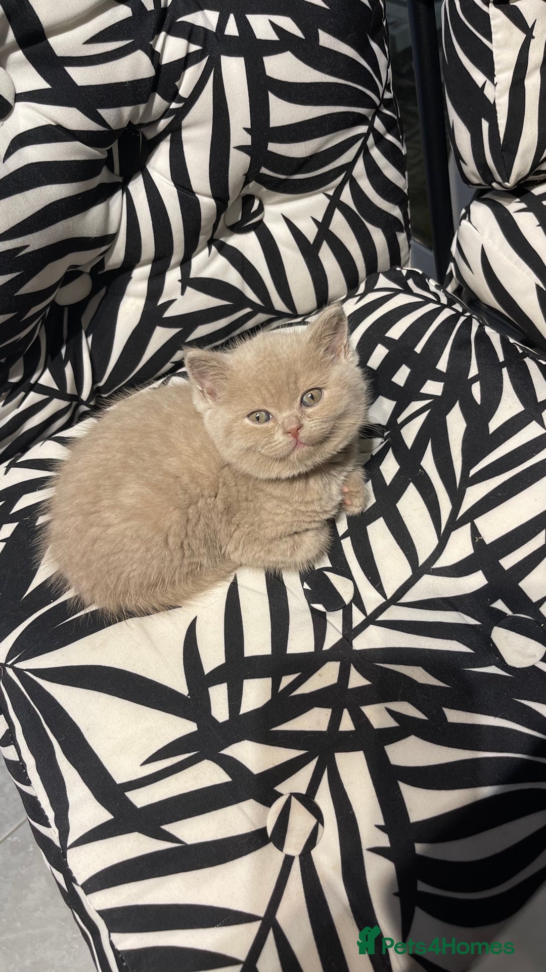 British Shorthair cats for stud: Lilac gccf stud blood group Ab in Birmingham - Advert 9