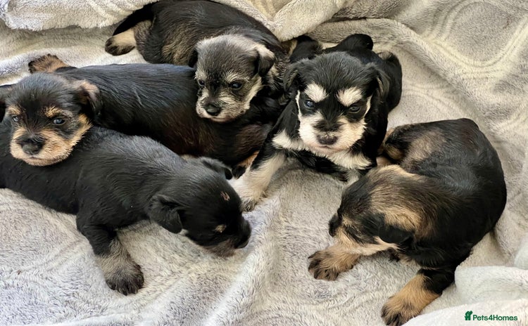Miniature Schnauzer dogs - Advert 2