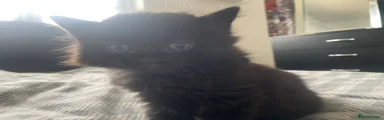 Mixed Breed Kitten 1