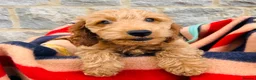 Cockapoo dogs for sale: 🧡💛 ADORABLE F1B COCKAPOO PUPPIES 💛🧡 - Advert 4