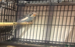 Budgerigars birds for sale: Budgies - Image 14