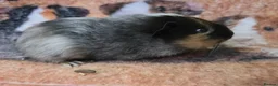 Guinea Pig rodents for sale: Selection of sows pet homes  - Advert 4