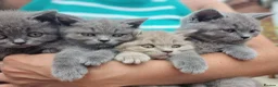 British Shorthair cats for sale: Amazing British Shorhair kittens for sale!!! - Advert 8