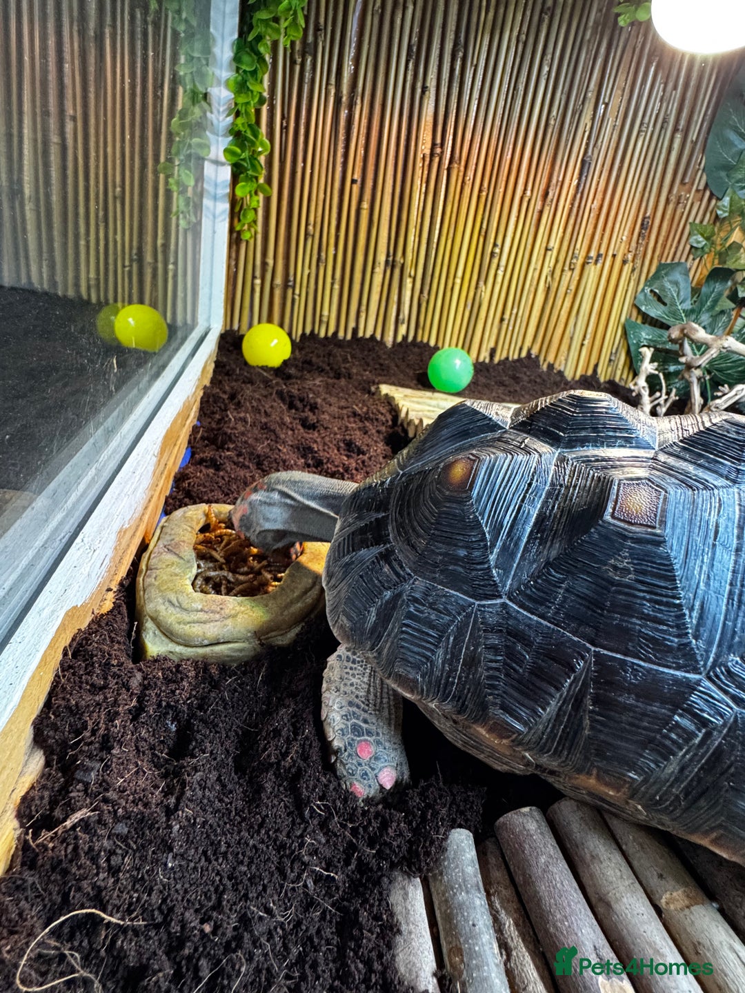 Tortoise reptiles for sale: Redfoot tortoise and enclosure all in - Advert 3