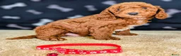 Cockapoo dogs for sale: 🐾 Stunning F1b Cockapoo Puppies. - Advert 7