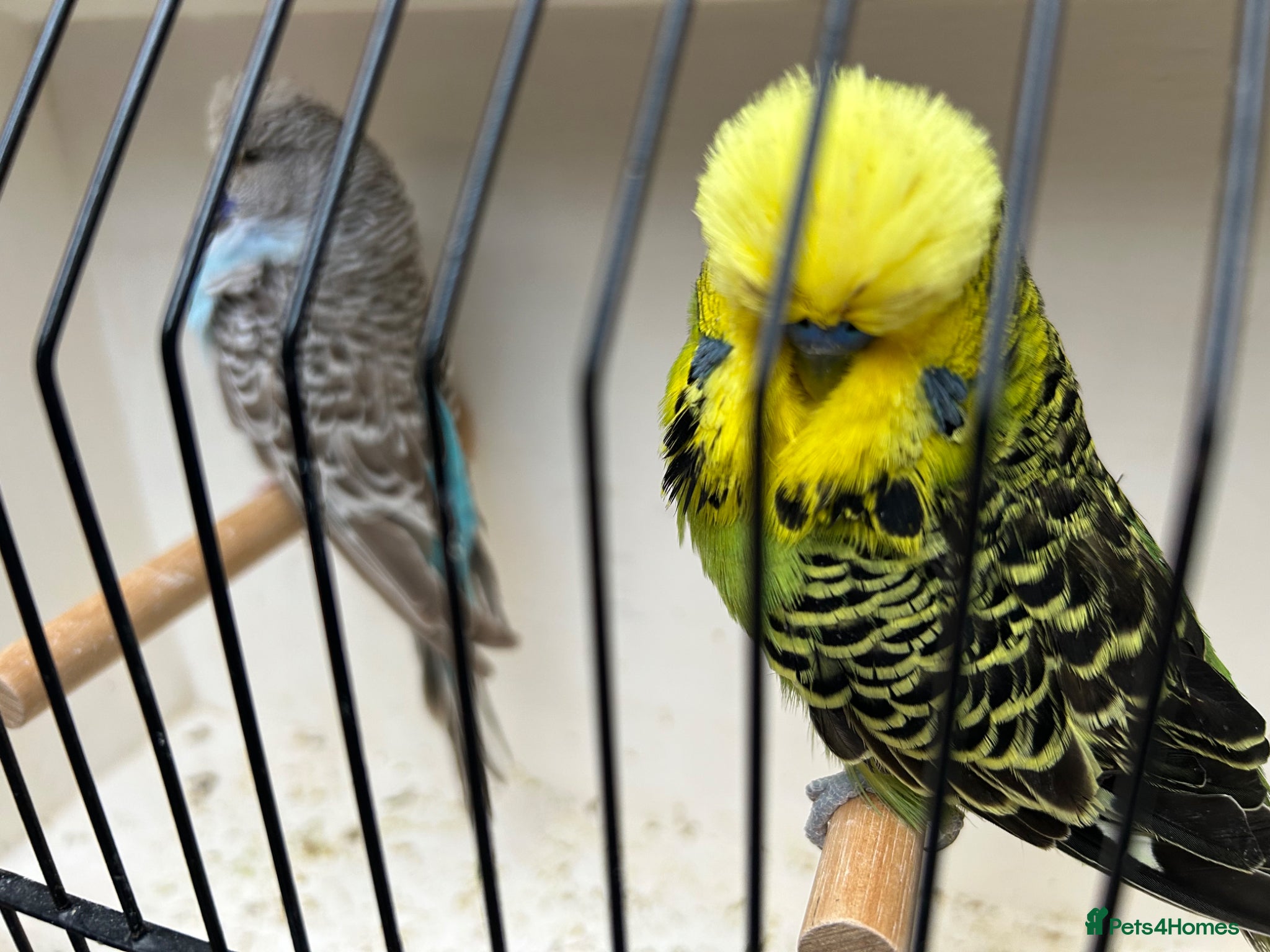 Budgerigars birds Exibition budgie pairs available - Advert 9