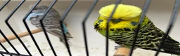 Budgerigars birds for sale: Exibition budgie pairs available - Advert 2