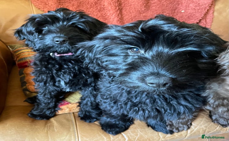 Sproodle dogs - Advert 1