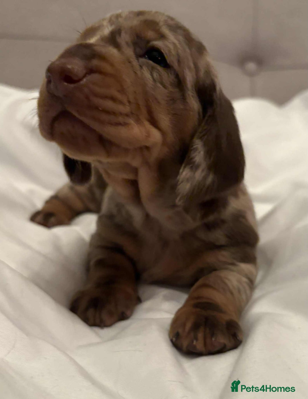 Dachshund dogs for sale: Standard Dachshund Puppies  - Image 22