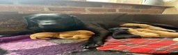 Labrador Retriever dogs for sale: Labrador puppies for sale  - Advert 3