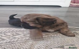 Shih Tzu dogs for sale: Imperial Shih tzu  - Image 16