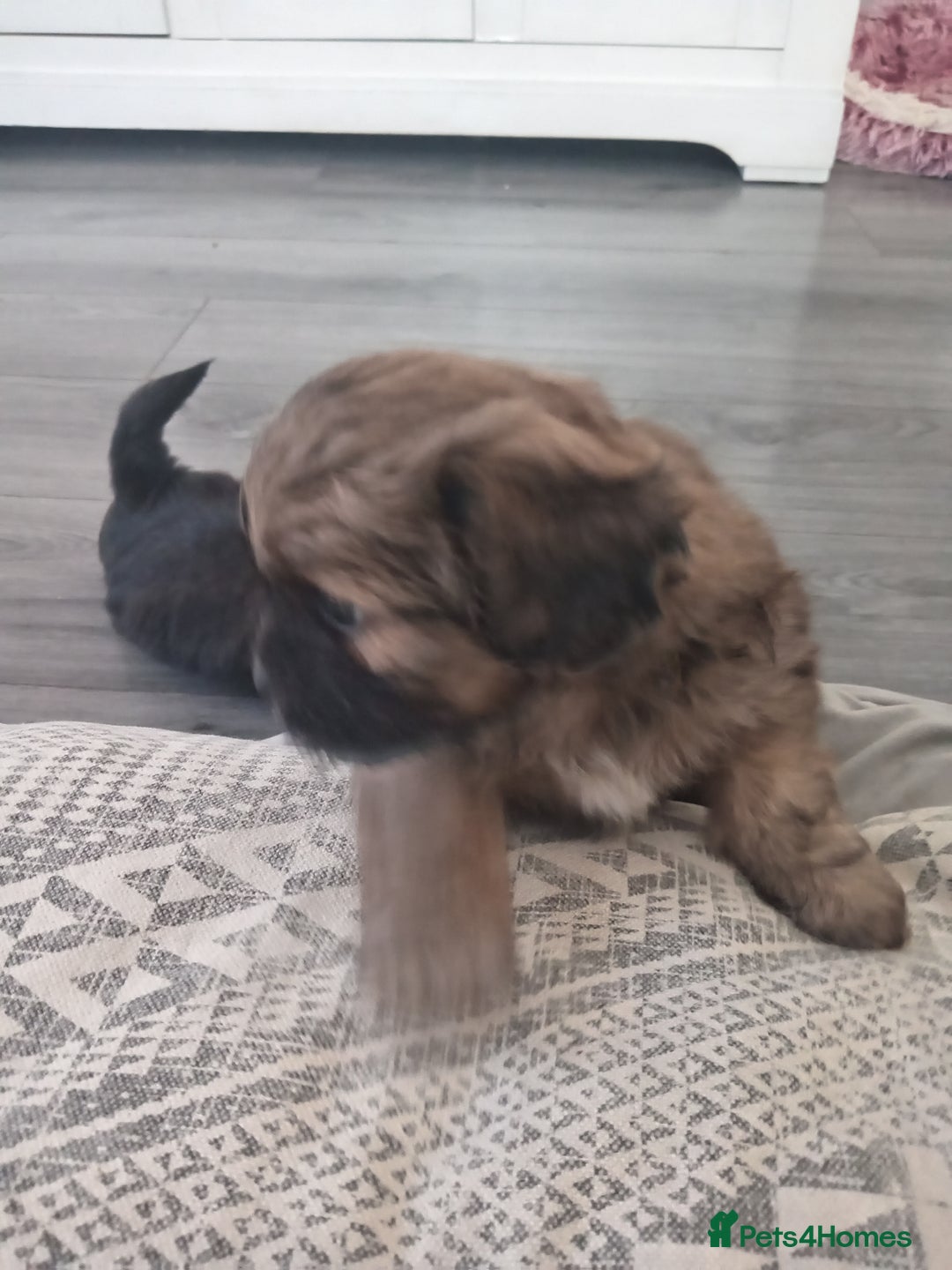 Shih Tzu dogs for sale: Imperial Shih tzu  - Image 16