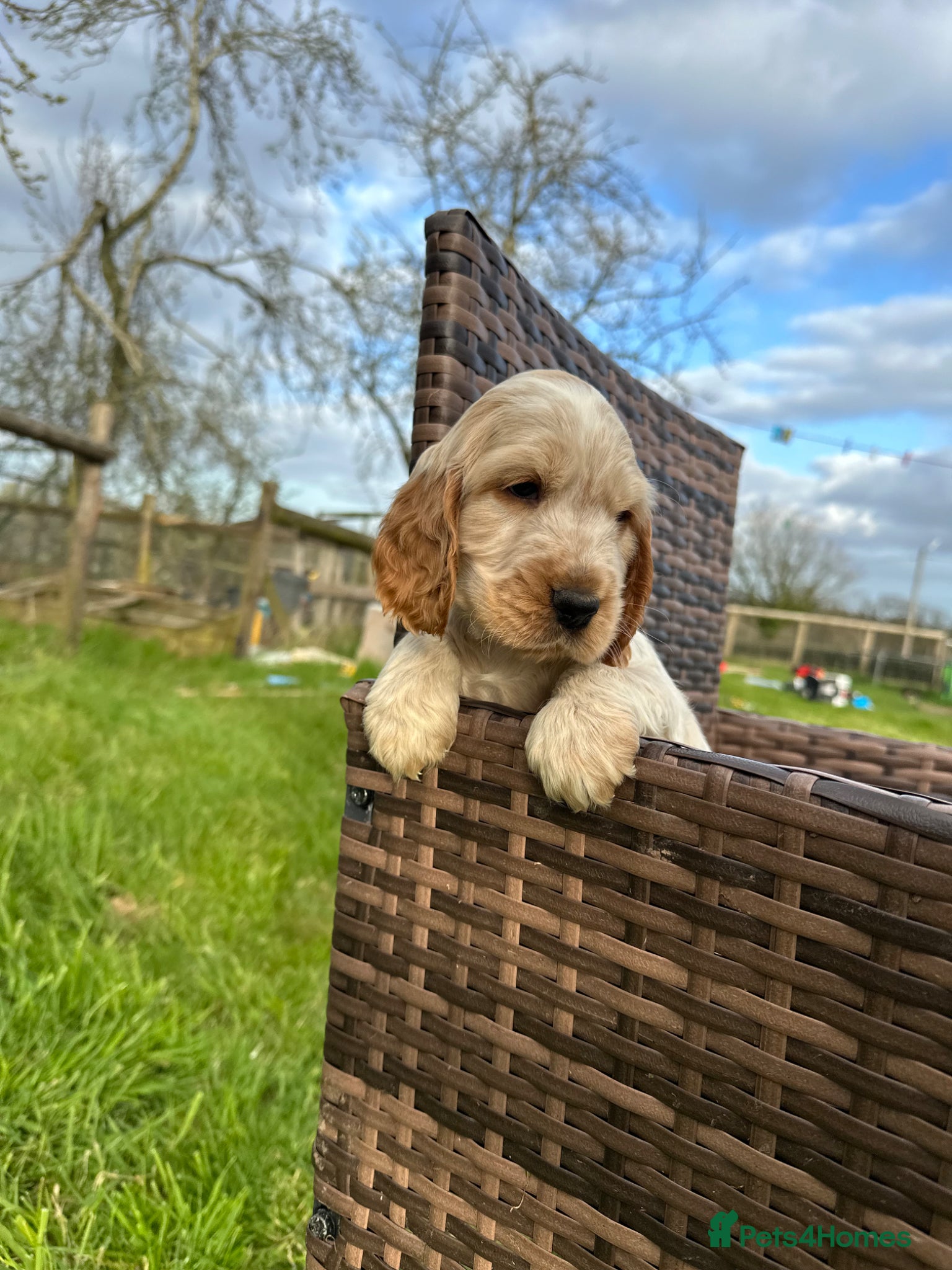 Cocker Spaniel dogs Health tested pure show cocker spaniels  - Advert 1