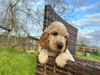 Cocker Spaniel dogs for sale: Health tested pure show cocker spaniels - Advert 3