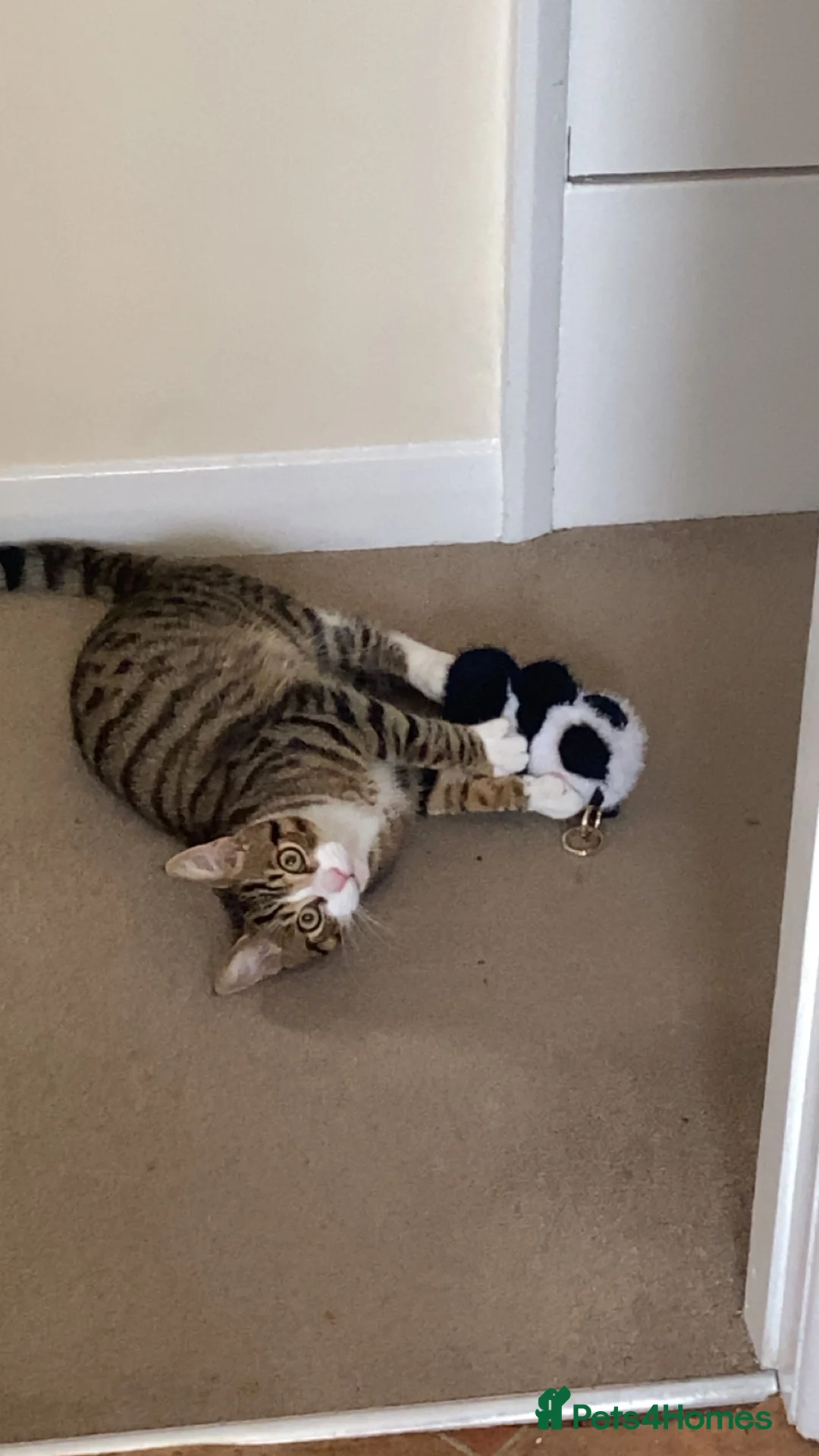 Domestic Shorthair cats for sale: Male tabby ready to go  - Advert 4