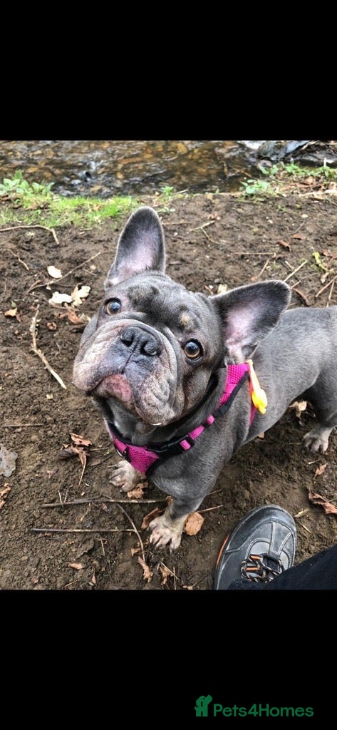 French Bulldog dogs for sale: Luna & Mike NEED a New Loving Home - Advert 5