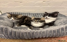 Mixed Breed cats for sale: Kittens  - Image 1