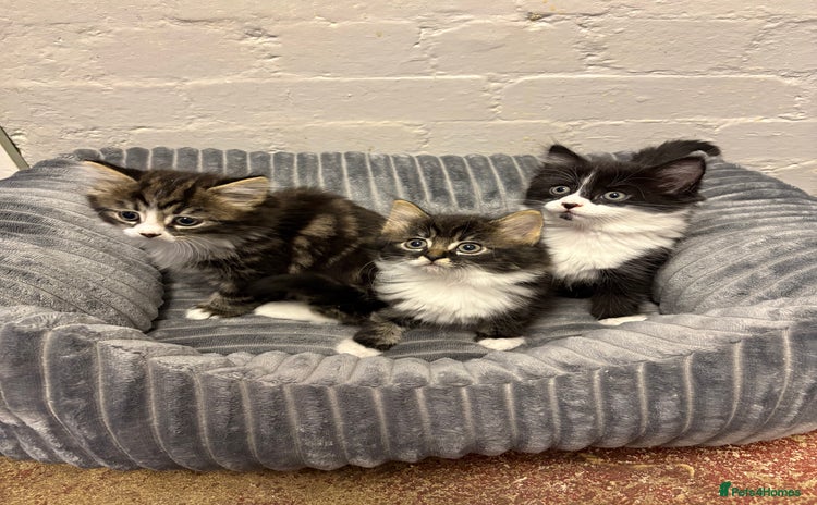 Mixed Breed cats - Advert 10