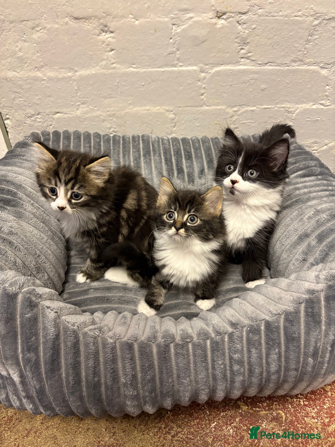 Mixed Breed cats for sale: Kittens  - Image 1